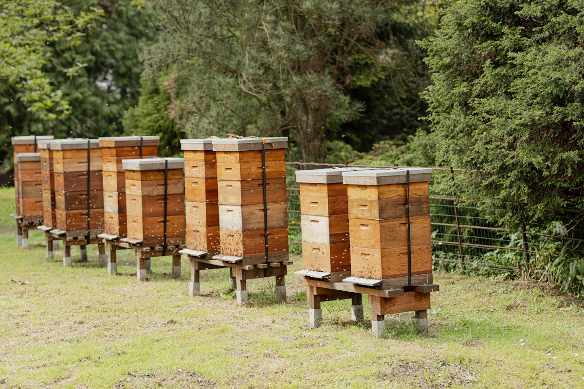 Rows of wooden beehives among the trees on the family farm